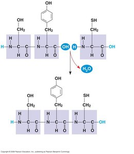 Peptide bond and amino acid structure