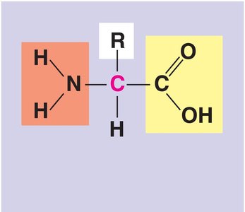 Amino acid structure diagram