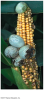 Fungal infection on corn (plant pathogen)