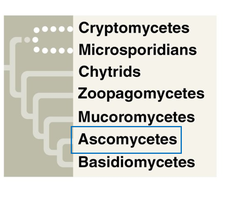 Fungal phylogeny