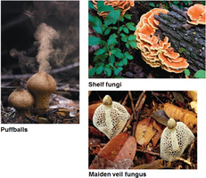 Examples of basidiomycetes: puffballs, shelf fungi, maiden veil fungus