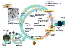 Generalized fungal life cycle