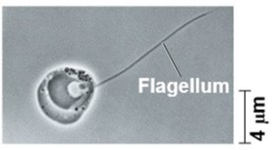 Chytrid with flagellum