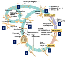 Ascomycete life cycle