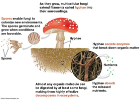 Fungal hyphae and decomposition
