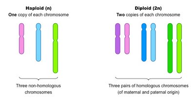 Haploid vs Diploid chromosomes
