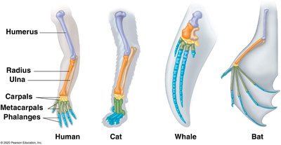Homologous structures in vertebrates