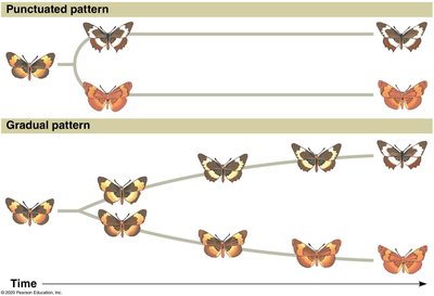 Punctuated vs gradual speciation