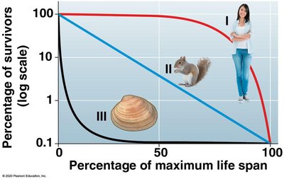 Survivorship curves