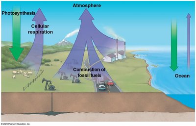 Carbon cycle and climate change