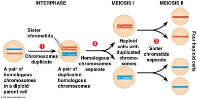 Stages of meiosis