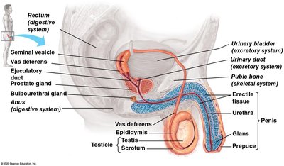 Male reproductive system