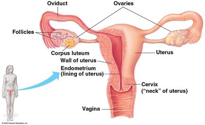 Female reproductive system