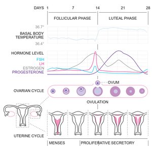 Hormonal regulation of the ovarian and uterine cycles