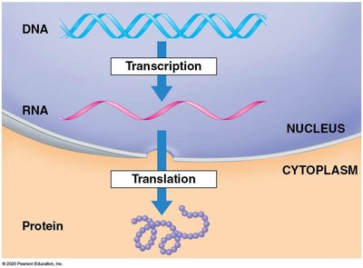 Central dogma: DNA to RNA to protein