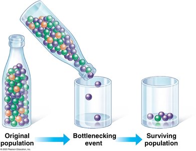Bottleneck effect