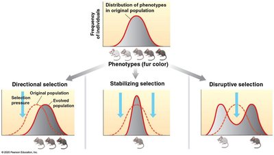 Types of natural selection