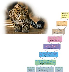 Taxonomic hierarchy with example of Panthera pardus