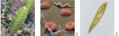 Protist nutritional diversity