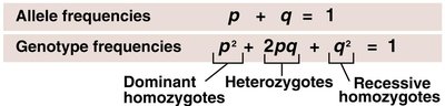 Hardy-Weinberg equations for allele and genotype frequencies