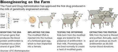 Diagram showing creation of a hybrid gene with goat regulatory sequence and human antithrombin coding sequence