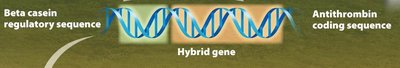 Bioengineering on the farm: steps in producing antithrombin in goat milk