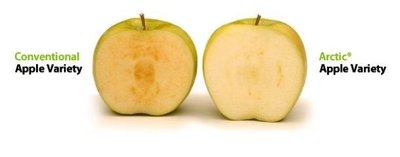 Comparison of conventional and Arctic apple varieties showing reduced browning