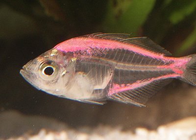 GloFish with fluorescent coloration