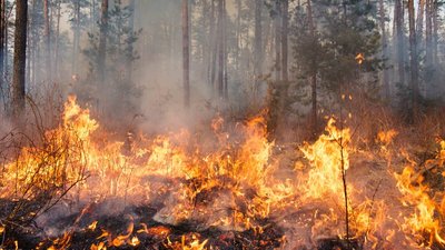 Forest fire as a density-independent factor
