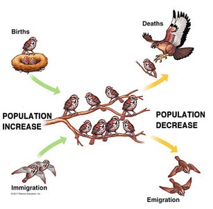 Diagram showing births, deaths, immigration, and emigration affecting population size