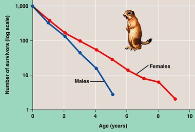 Survivorship curve for Belding ground squirrel, showing differences between males and females