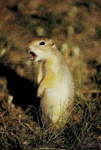 Belding ground squirrel