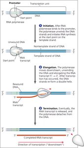 Diagram showing the three stages of transcription: initiation, elongation, and termination