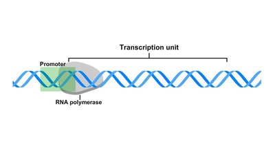 Diagram showing the transcription unit and promoter region on DNA