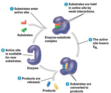 Active site and catalytic cycle of an enzyme