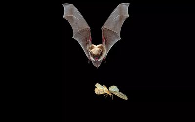 Bat and moth illustrating predator-prey coevolution