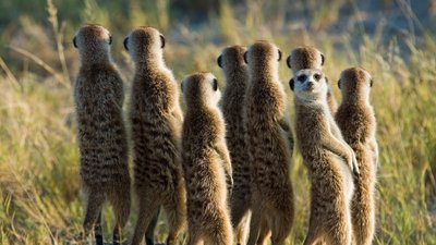 Meerkats exhibiting vigilance behavior