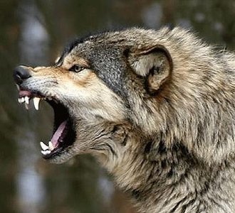 Wolf displaying aggressive agonistic behavior