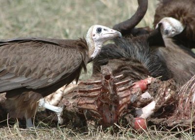 Vulture scavenging on carrion