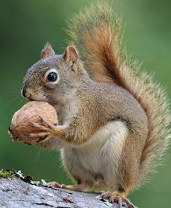 Squirrel handling and eating a nut