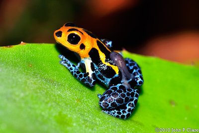 Poison dart frog with aposematic coloration