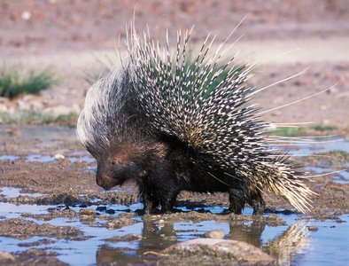 Porcupine displaying defensive quills