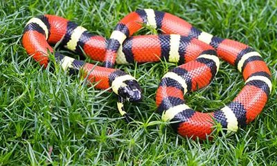 Snake exhibiting Batesian mimicry