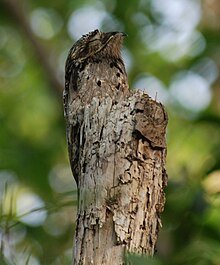 Bird camouflaged against a tree