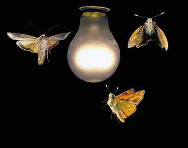 Moths exhibiting positive phototaxis by moving toward a light source