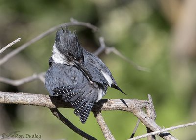 Bird preening to maintain feather condition