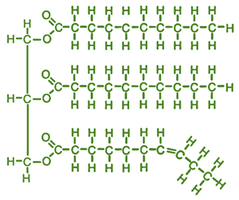Structural formula of a triacylglycerol