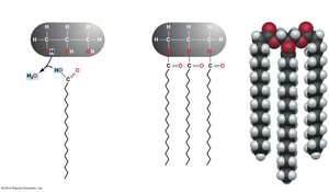Triacylglycerol: space-filled and skeletal formula
