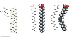 Fatty acid structure: carboxyl group and hydrocarbon chain