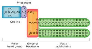 Phospholipid: glycerol, fatty acids, and polar group